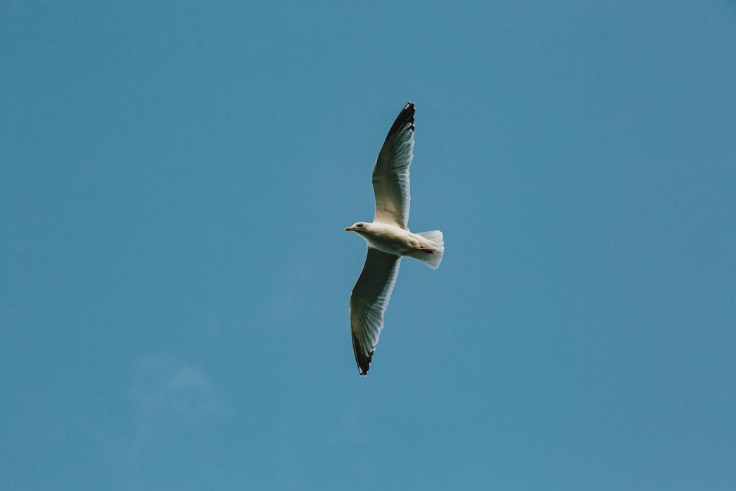 مرغ دریایی با بالهای باز در حال پرواز بر فراز آسمان. زنان و مردان هر کدام به یک بال تشبیه شده اند و هر دو برای پرواز ضروری اند